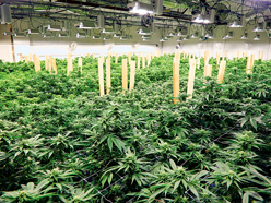 Horizons ETFs building out marijuana-focused ETF lineup