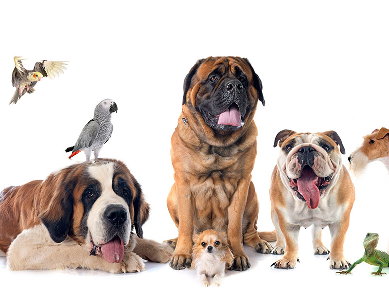 Ensuring pets are taken care of when your client dies