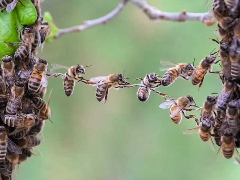 Trust in teamwork of bees bridging two bee swarm parts stock photo