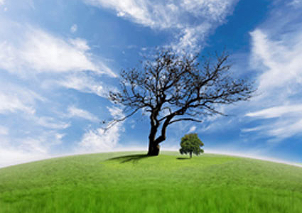 arbre_fructifier_grossier_425 alternate text for this image