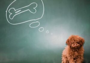 Les investisseurs devenus les caniches des banques centrales?