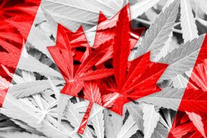 Cannabis : un bon « plant » pour les investisseurs?