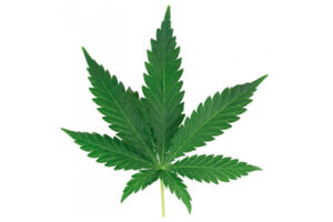 La légalisation du cannabis inquiète les employeurs
