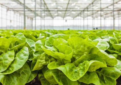 Insolite : quand le bitcoin s’invite à la ferme