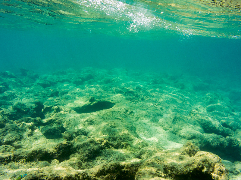 Établir des liens : biodiversité et changement climatique