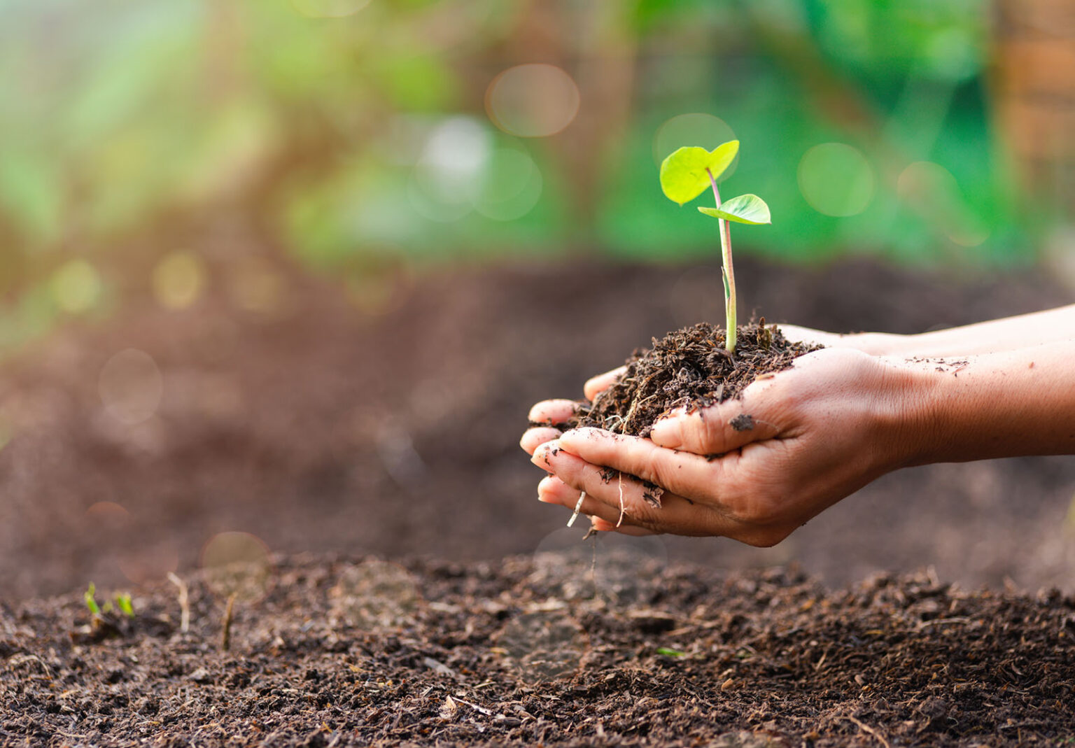 Main de femme avec un arbre qu'elle plante, concept de conservation de l'environnement Protéger et préserver les ressources planter des arbres pour réduire le réchauffement climatique utiliser des énergies renouvelables conservation des forêts naturelles.